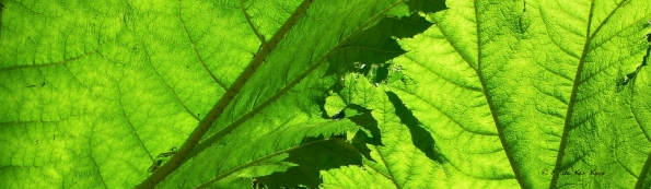 Bois des Moutiers (110) Juin 2012